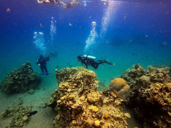 Коралловые рифы Красного моря находятся под угрозой из-за нефтяной сделки Израиля и ОАЭ